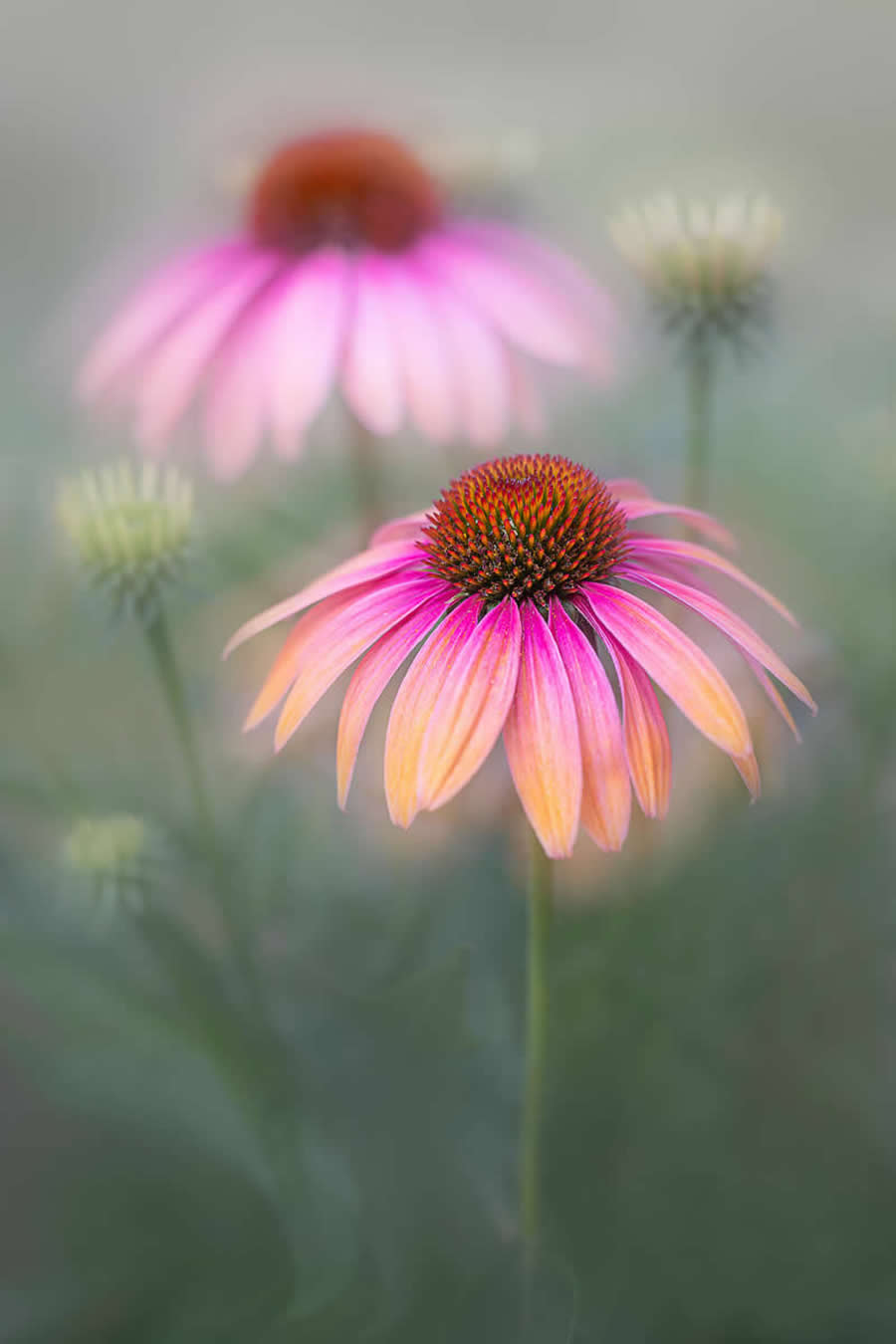 Beauty of Plants in the Garden Photographer of the Year Awards