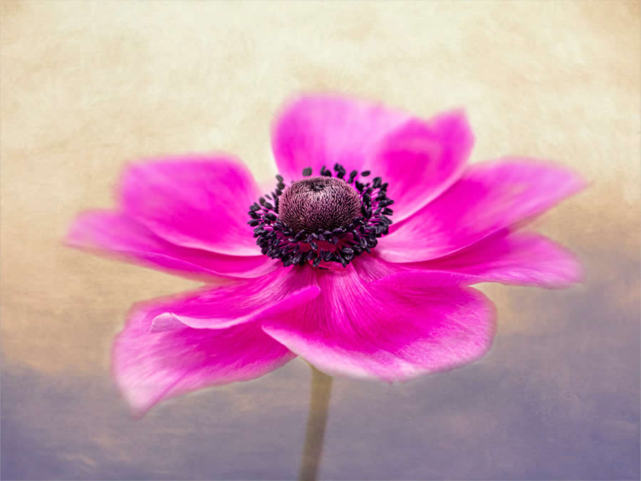 Beauty of Plants in the Garden Photographer of the Year Awards