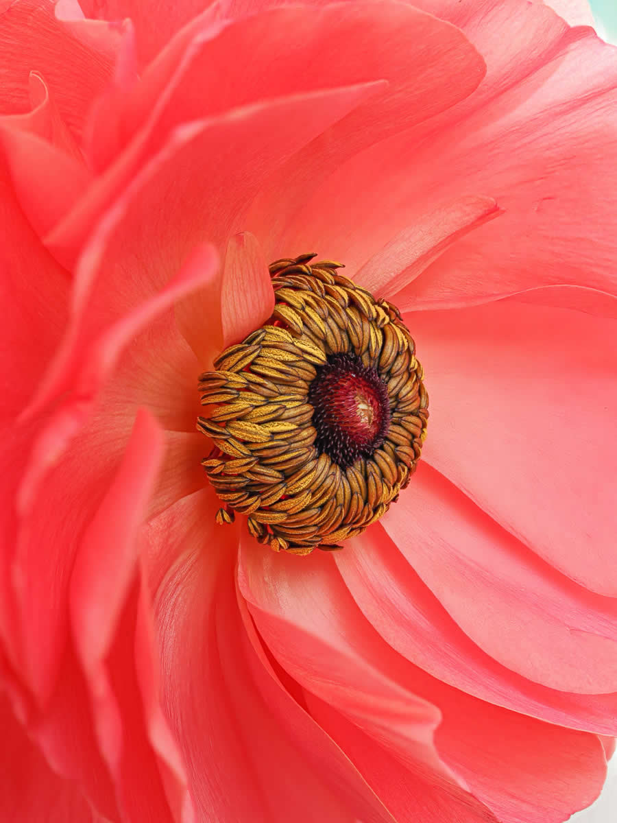 Beauty of Plants in the Garden Photographer of the Year Awards