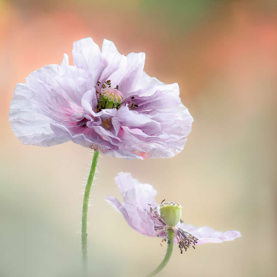 Beauty of Plants in the Garden Photographer of the Year Awards