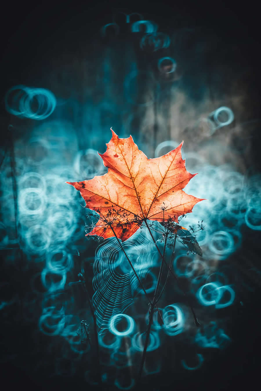 Beauty of Plants in the Garden Photographer of the Year Awards