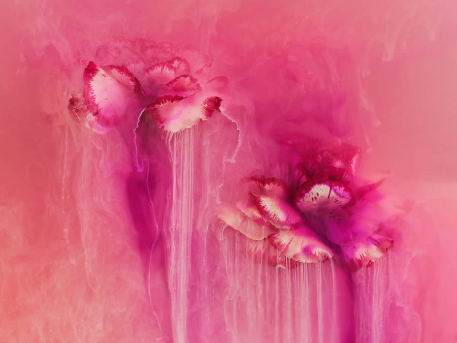 Beauty of Plants in the Garden Photographer of the Year Awards