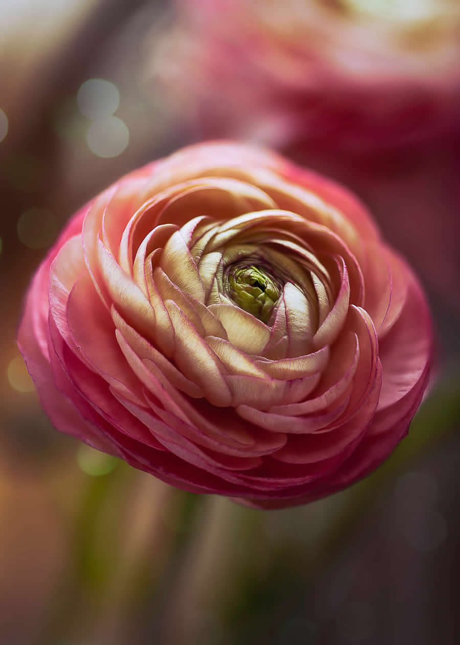 Beauty of Plants in the Garden Photographer of the Year Awards