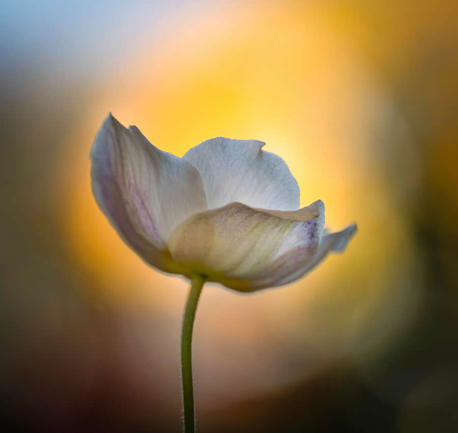 Beauty of Plants in the Garden Photographer of the Year Awards