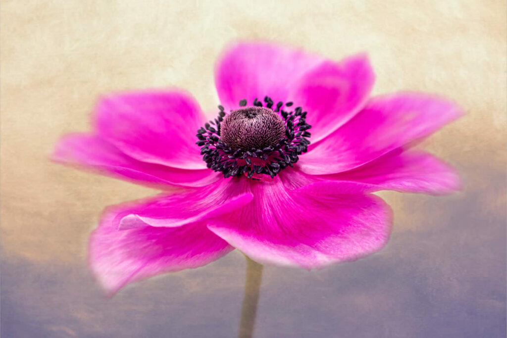 Beauty of Plants in the Garden Photographer of the Year Awards