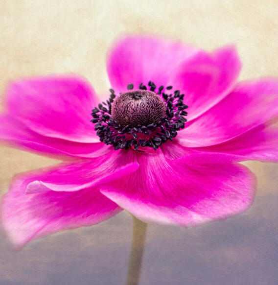 16 Enchanting Winners Showcasing the Beauty of Plants in the Garden Photographer of the Year Awards