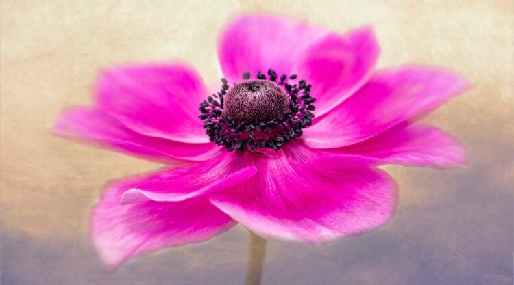 Beauty of Plants in the Garden Photographer of the Year Awards