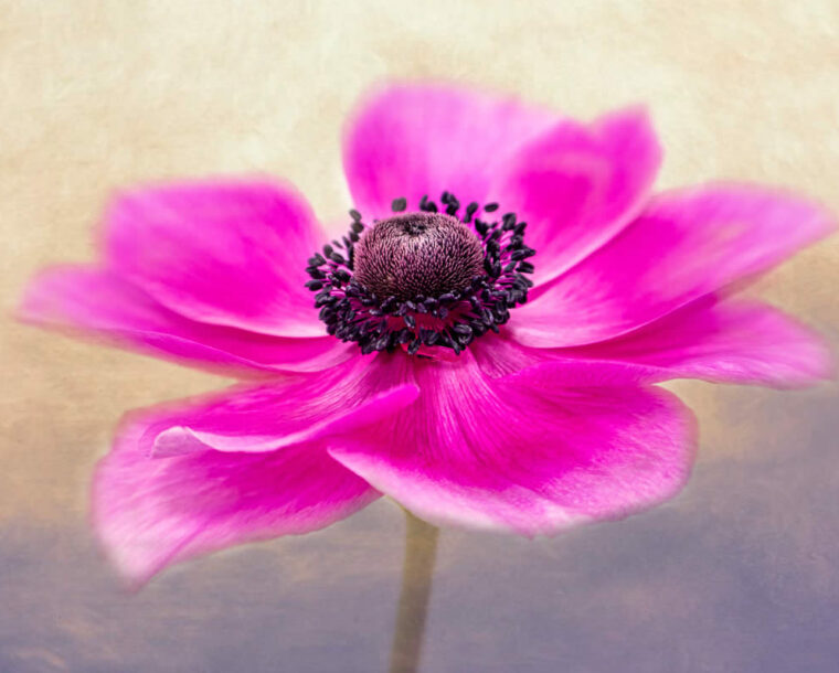 16 Enchanting Winners Showcasing the Beauty of Plants in the Garden Photographer of the Year Awards