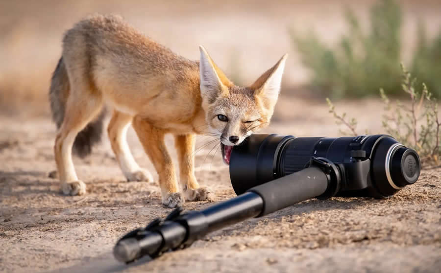 Winning Photos from the 2024 Nature Photography Contest