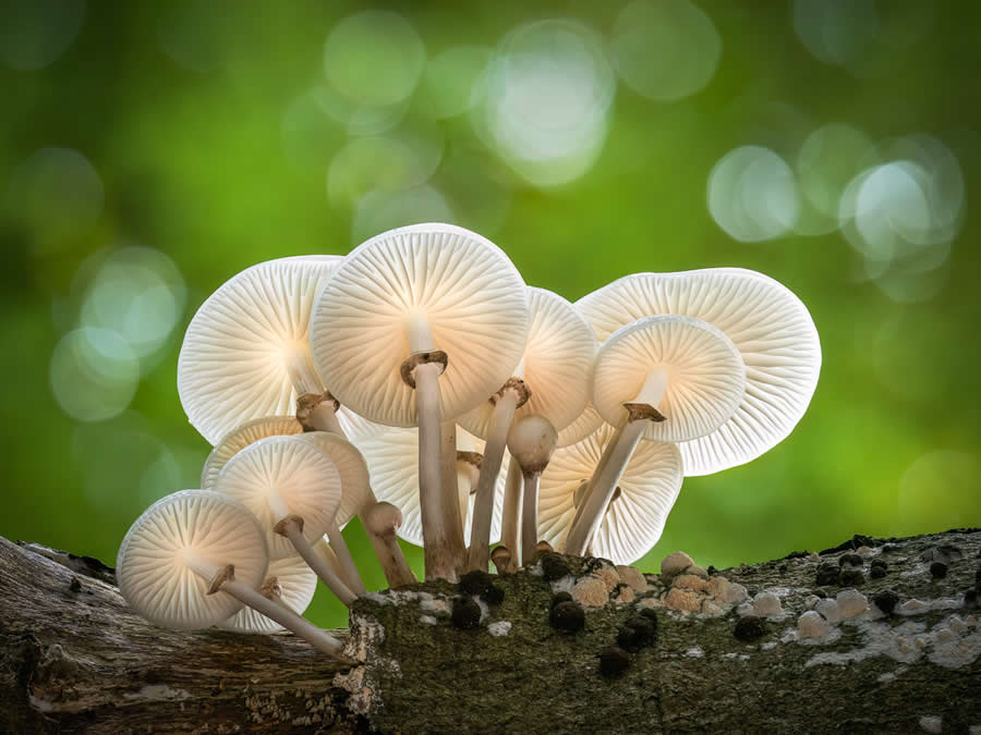 Magic of Fungi in the Garden Photographer of the Year Awards