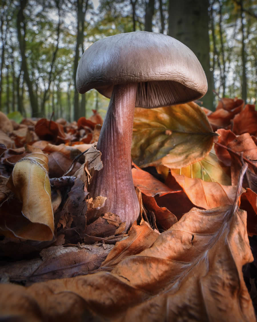 Magic of Fungi in the Garden Photographer of the Year Awards