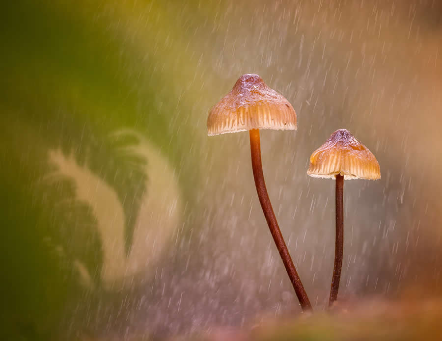 Magic of Fungi in the Garden Photographer of the Year Awards