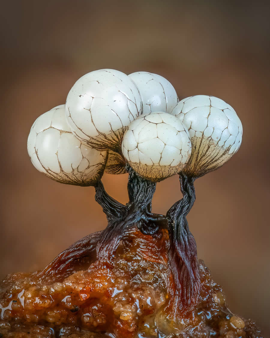 Magic of Fungi in the Garden Photographer of the Year Awards