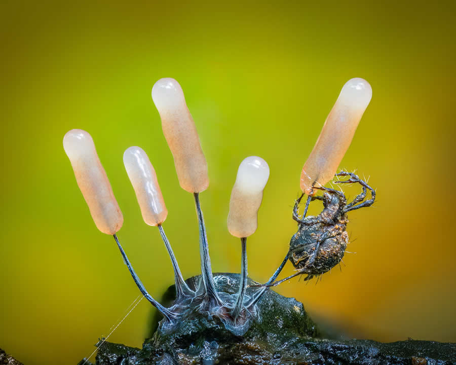 Magic of Fungi in the Garden Photographer of the Year Awards