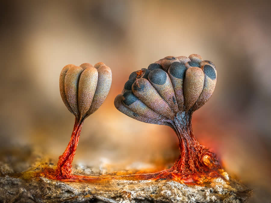 Magic of Fungi in the Garden Photographer of the Year Awards