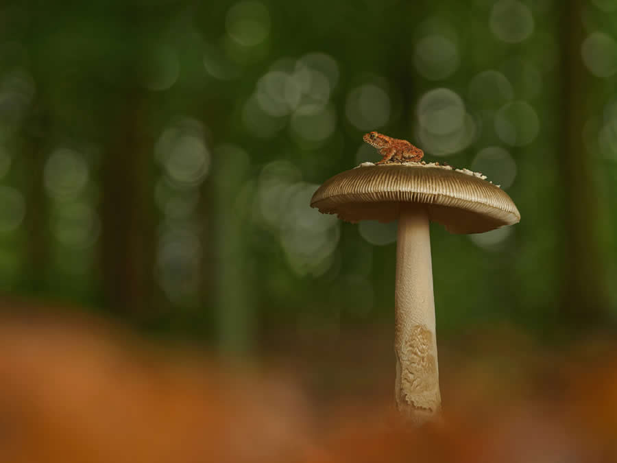 Magic of Fungi in the Garden Photographer of the Year Awards