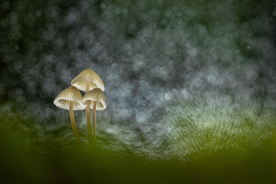 Magic of Fungi in the Garden Photographer of the Year Awards