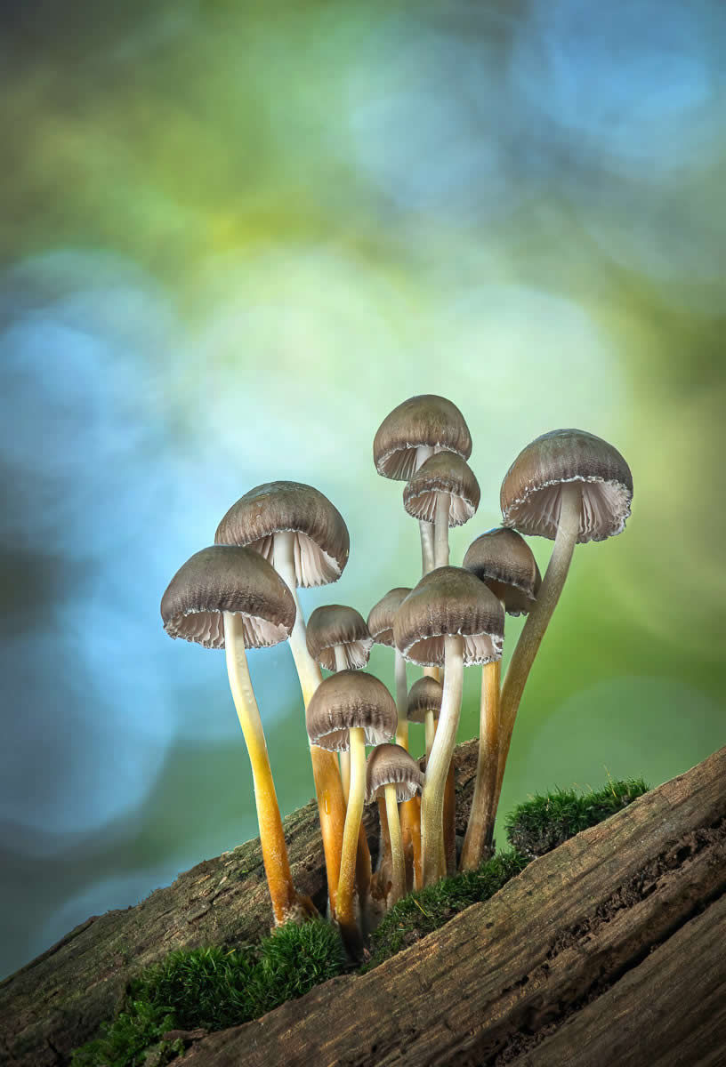 Magic of Fungi in the Garden Photographer of the Year Awards