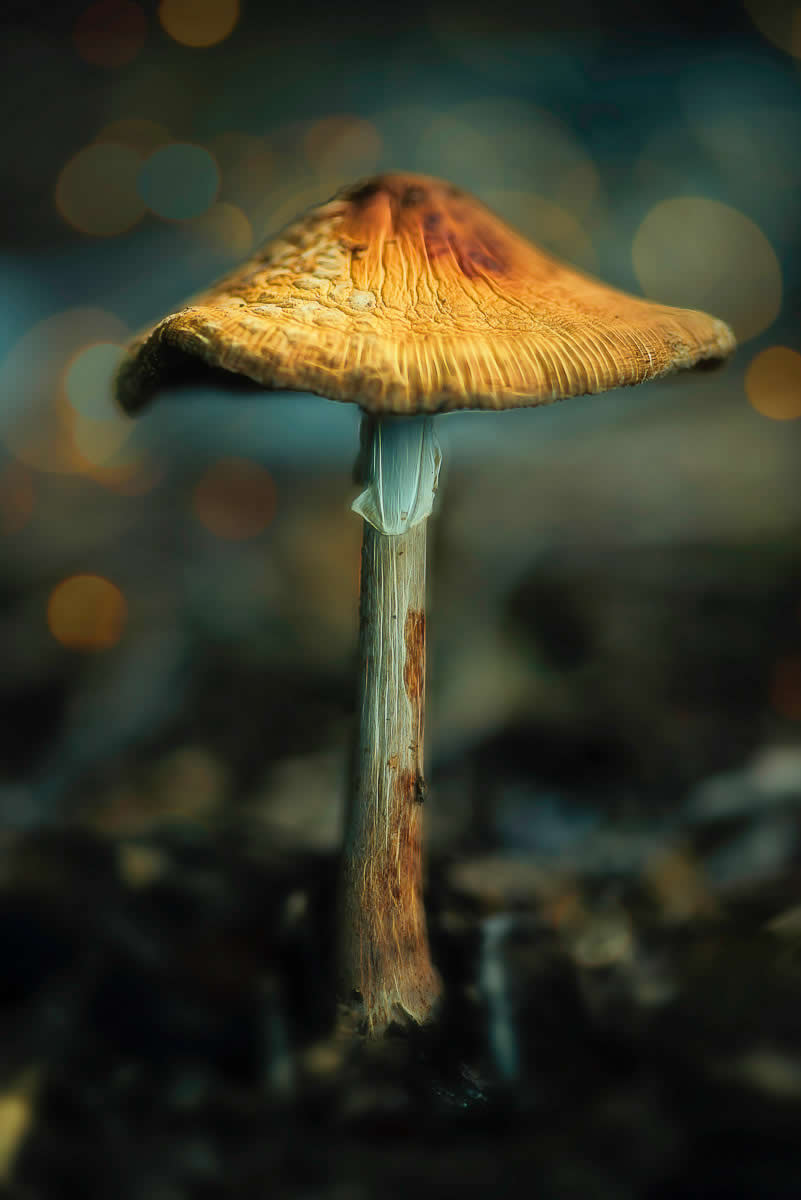 Magic of Fungi in the Garden Photographer of the Year Awards