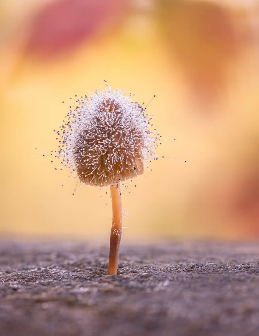 Magic of Fungi in the Garden Photographer of the Year Awards