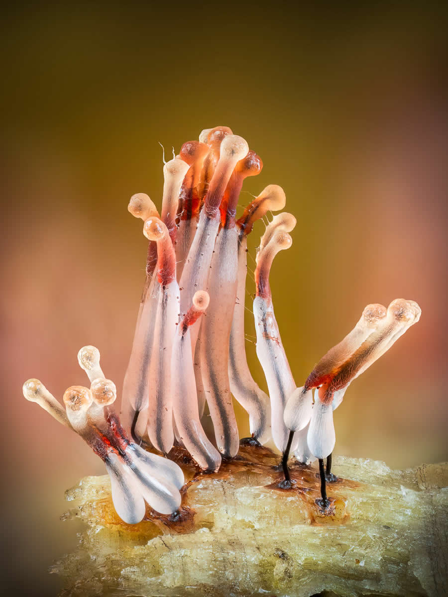 Magic of Fungi in the Garden Photographer of the Year Awards