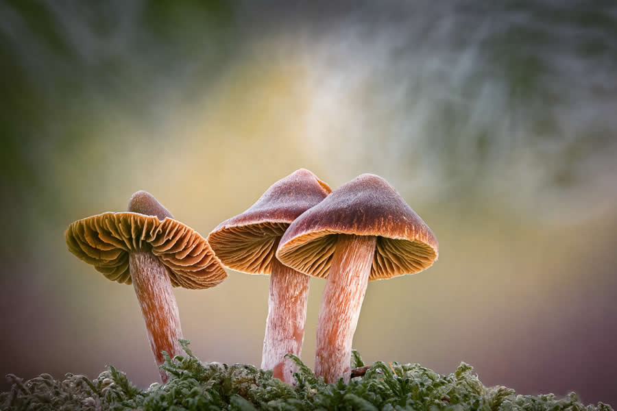 Magic of Fungi in the Garden Photographer of the Year Awards