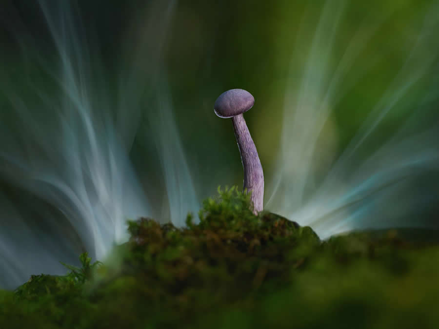 Magic of Fungi in the Garden Photographer of the Year Awards