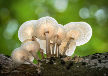 Magic of Fungi in the Garden Photographer of the Year Awards