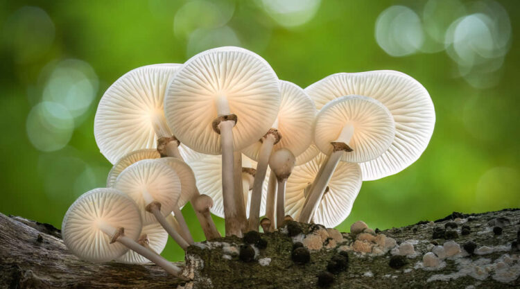 Magic of Fungi in the Garden Photographer of the Year Awards