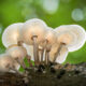 Magic of Fungi in the Garden Photographer of the Year Awards