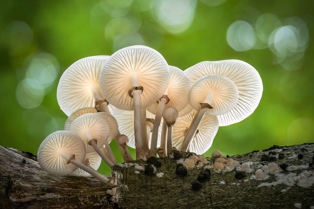 Magic of Fungi in the Garden Photographer of the Year Awards