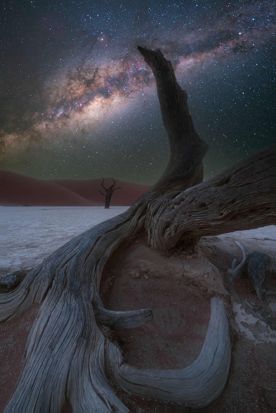 2024 Tokyo International Foto Nature Awards