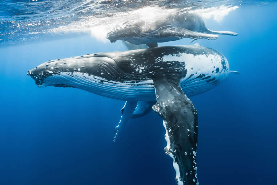 2024 Tokyo International Foto Nature Awards