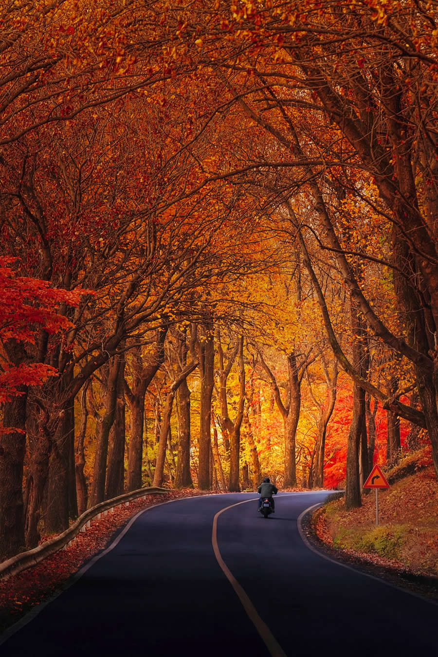 2024 Tokyo International Foto Nature Awards