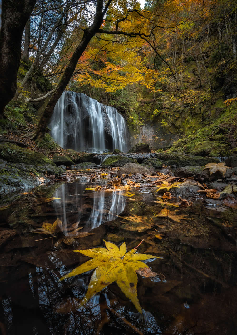 2024 Tokyo International Foto Nature Awards