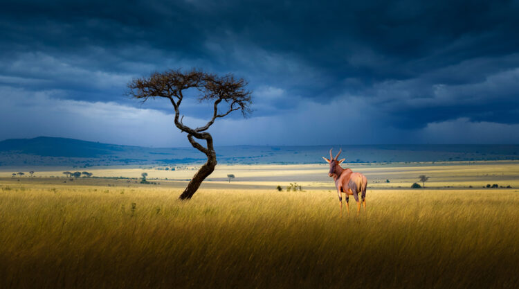 2024 Tokyo International Foto Nature Awards