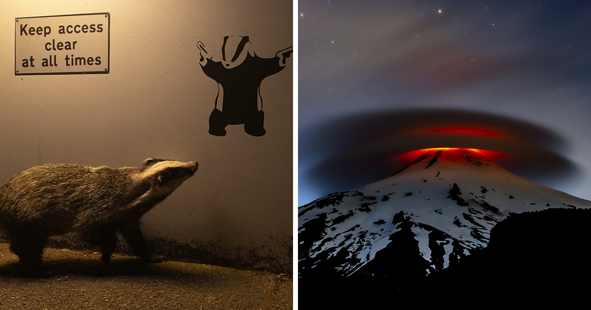 Meet the Winner of the 2024 Wildlife Photographer of the Year People's ...