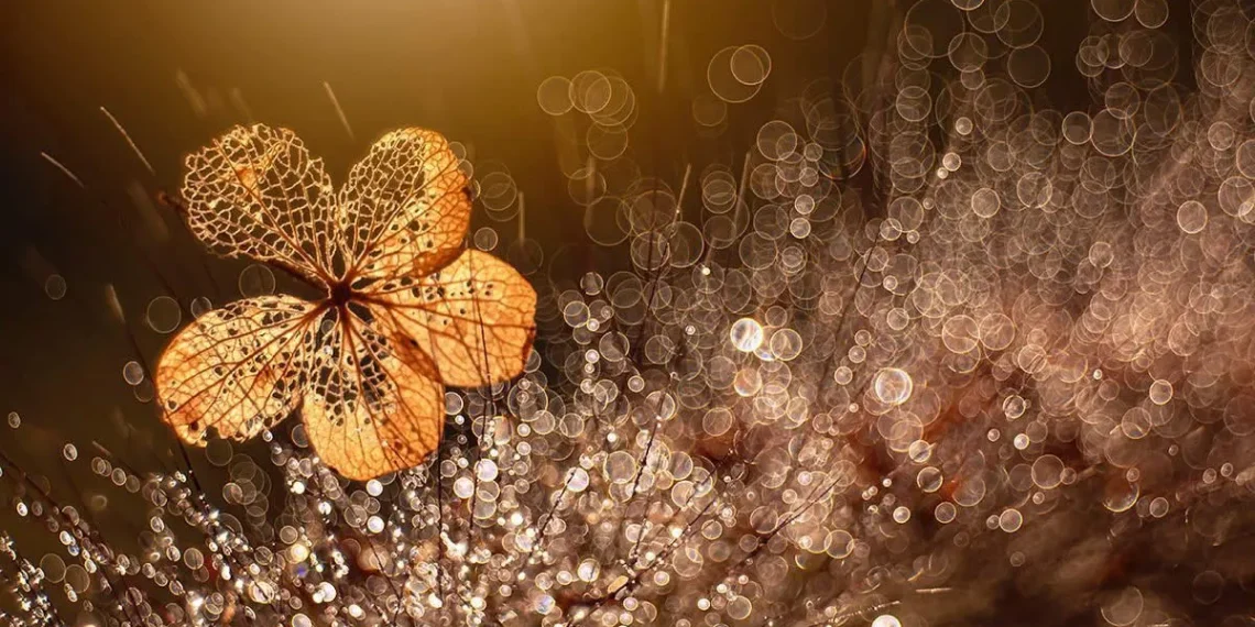 A delicate dried flower skeleton glowing gold among sparkling bokeh water droplets
