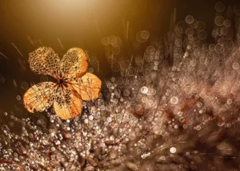 A delicate dried flower skeleton glowing gold among sparkling bokeh water droplets