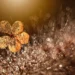 A delicate dried flower skeleton glowing gold among sparkling bokeh water droplets