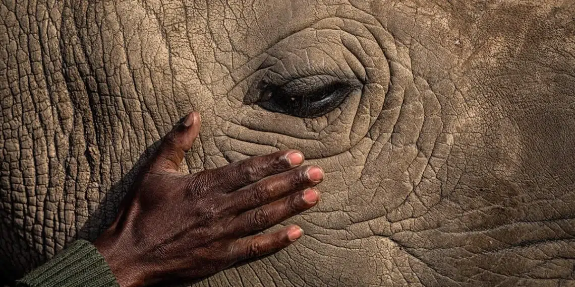 A hand gently resting on a rhino's face near its eye — environmental photography awards