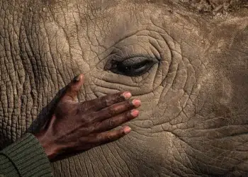 A hand gently resting on a rhino's face near its eye — environmental photography awards
