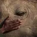 A hand gently resting on a rhino's face near its eye — environmental photography awards