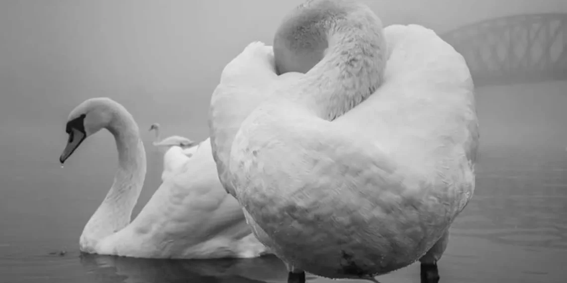 40 Award-Winning Fine Art Photos That Redefine Visual Storytelling 41 Black and white swans on a misty lake - fine art photo