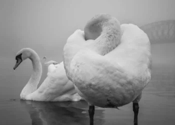 Black and white swans on a misty lake - fine art photo