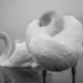 40 Award-Winning Fine Art Photos That Redefine Visual Storytelling 47 Black and white swans on a misty lake - fine art photo