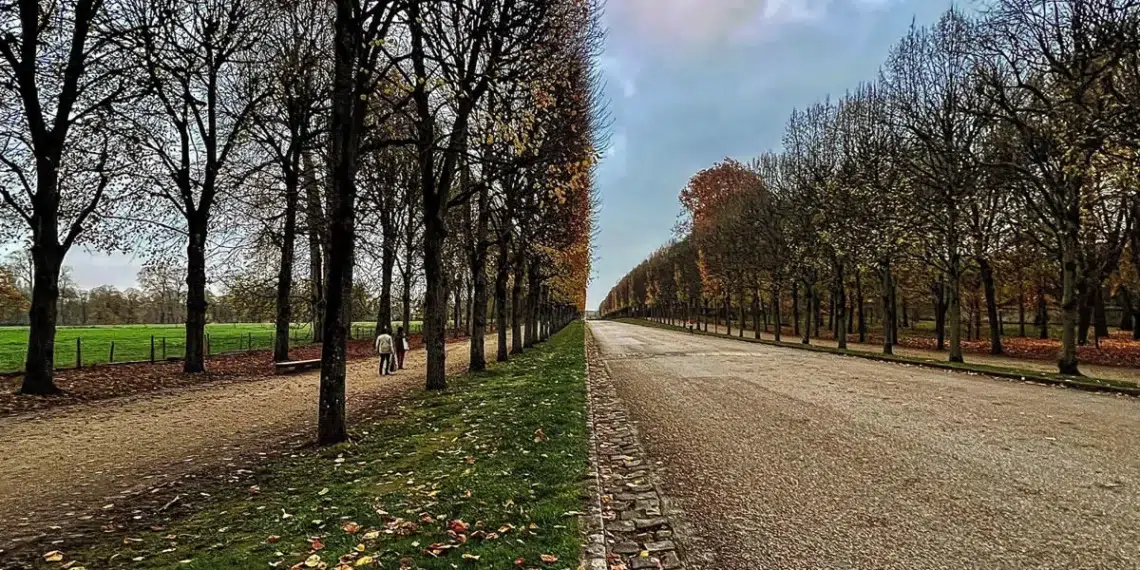 Couple walking along a tree-lined autumn avenue wow-worthy candid photography