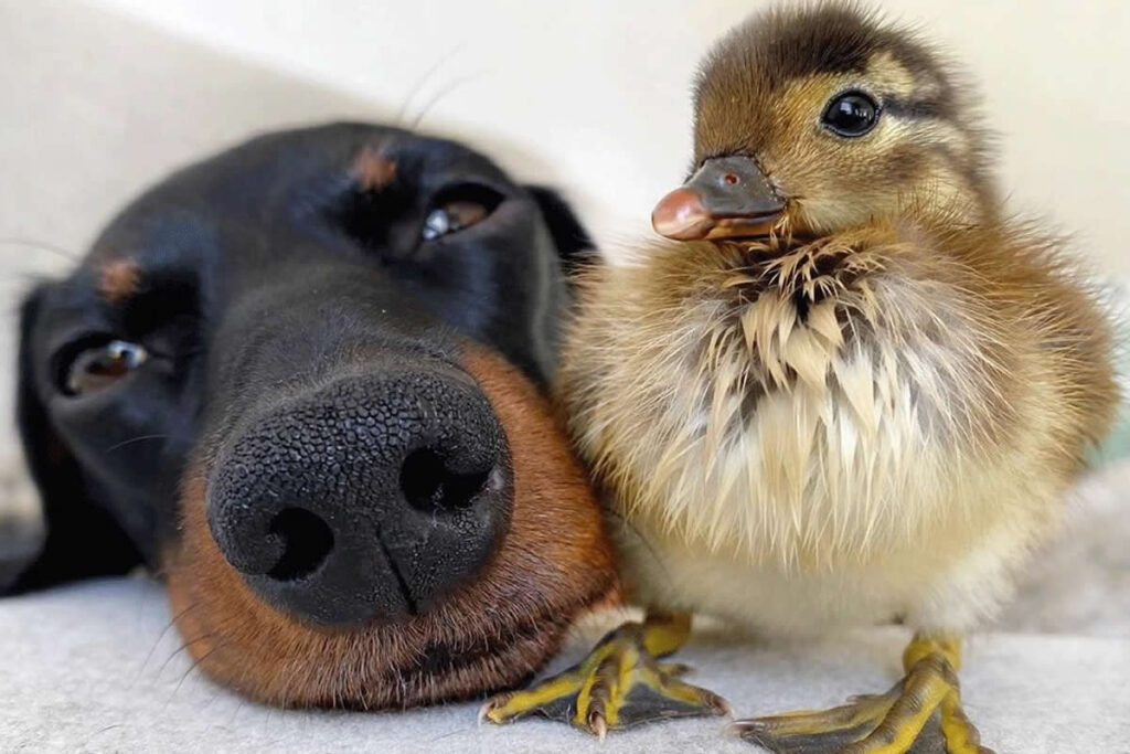 When Animals Become Best Friends