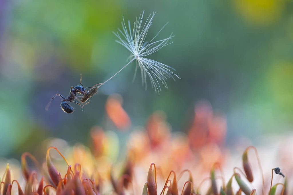 Macro Winning Photos From The 35 Photography Awards
