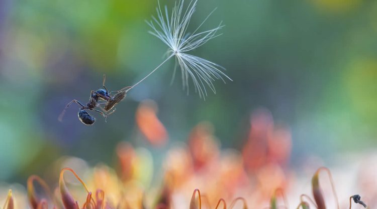 Macro Winning Photos From The 35 Photography Awards